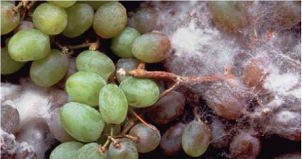 کپک خاکستری