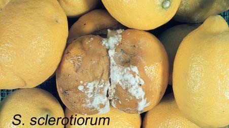 SCLEROTINIA ROT SCLEROTINIA ROT