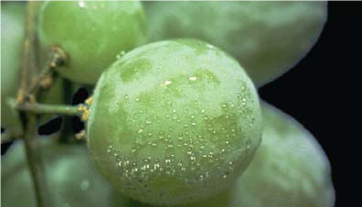 آسیب یخ زدگی