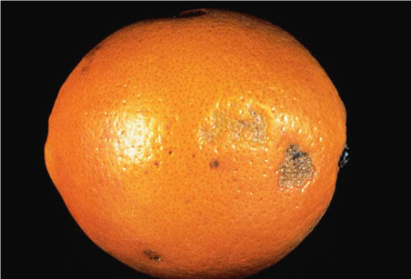 خسارت سرمازدگی