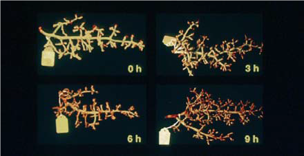 قهوه ای شدن ساقه