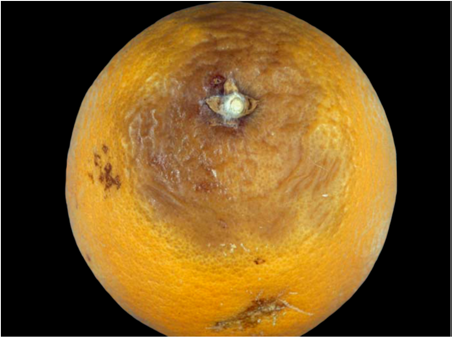 پوسیدگی انتهای ساقه فوموفیسیس