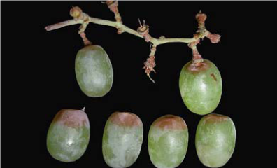 پوسیدگی گوگرد