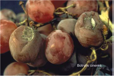 کپک خاکستری