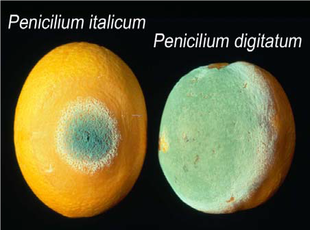 کپک خاکستری و سبز