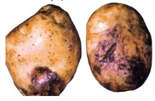 سوختگی دیررس سوختگی دیررس