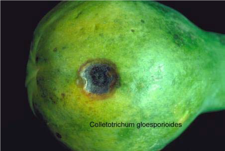 پوسیدگی آنتراکنوز