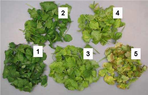 مقیاس رنگ گیشنیز