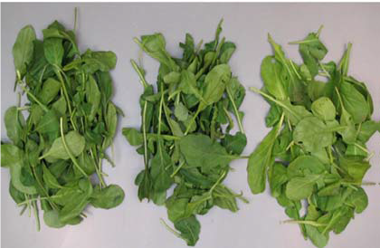 اثر دما بر روی آروگولا(شابانک)