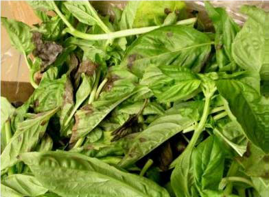 کپک خاکستری