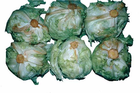 خسارت میکانیکی خسارت میکانیکی