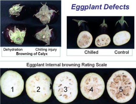 کمبودهای بادمجان